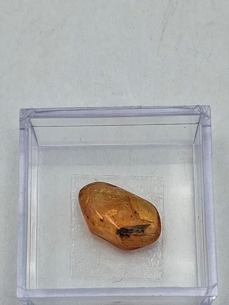 BERNSTEIN FOSSIL mit gut sichtbarer INKLUSE (ca. 4 mm Insekt)  Sammler-Würfel