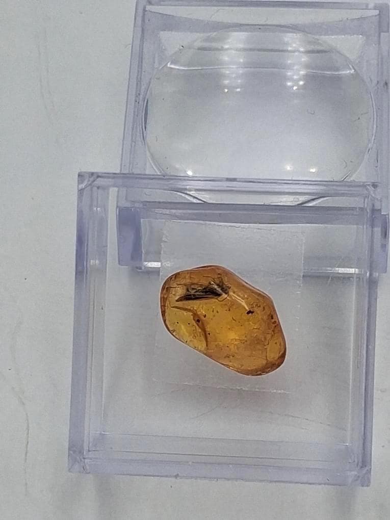BERNSTEIN FOSSIL mit gut sichtbarer INKLUSE (ca. 4 mm Insekt)  Sammler-Würfel