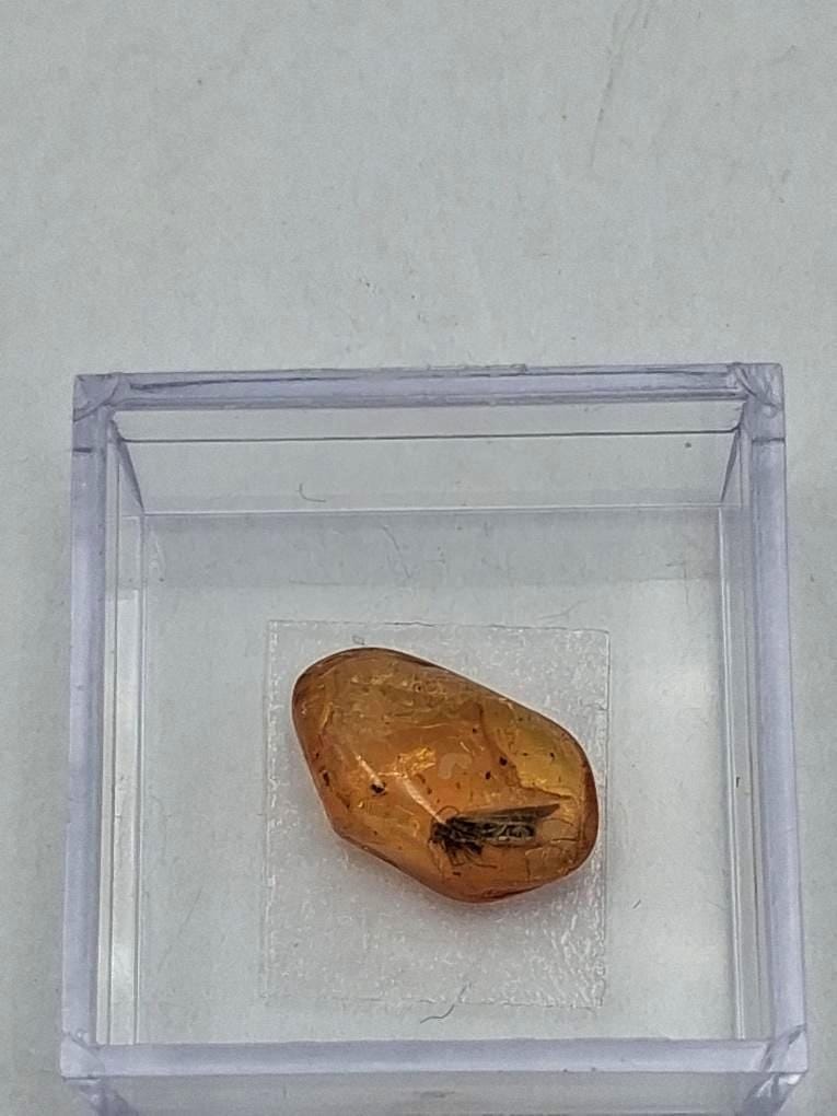 BERNSTEIN FOSSIL mit gut sichtbarer INKLUSE (ca. 4 mm Insekt)  Sammler-Würfel