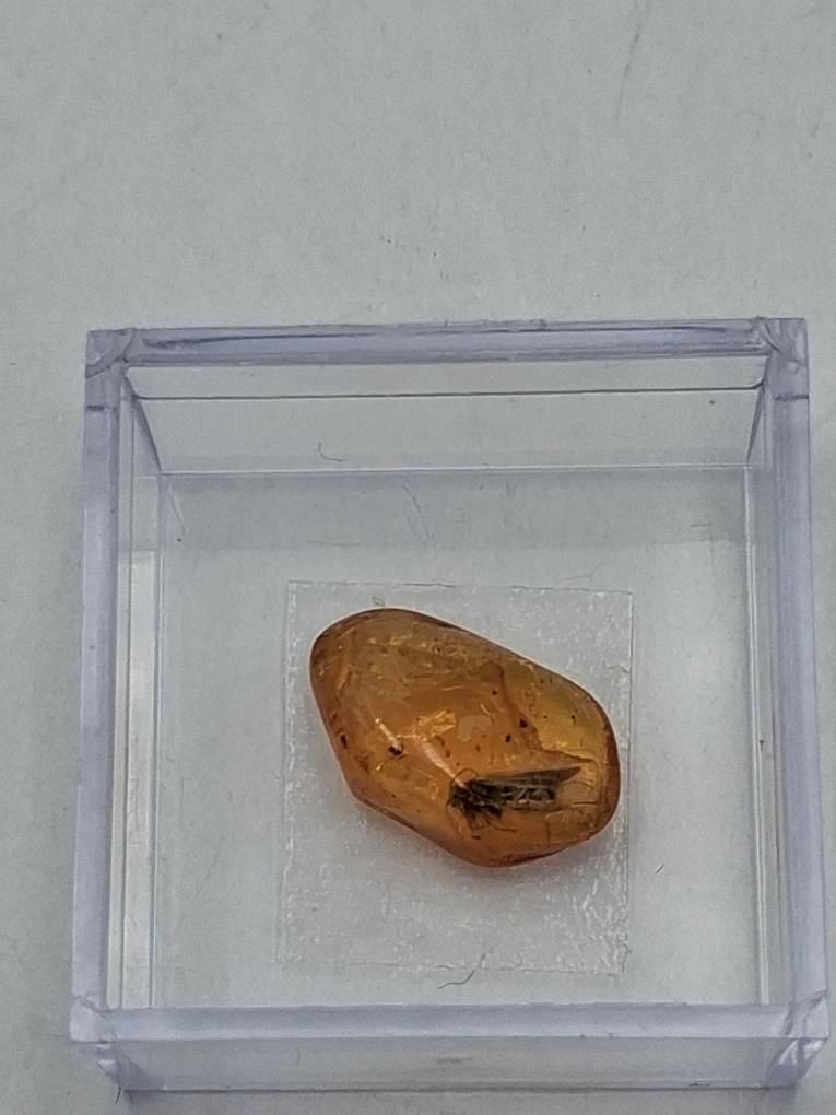 BERNSTEIN FOSSIL mit gut sichtbarer INKLUSE (ca. 4 mm Insekt)  Sammler-Würfel