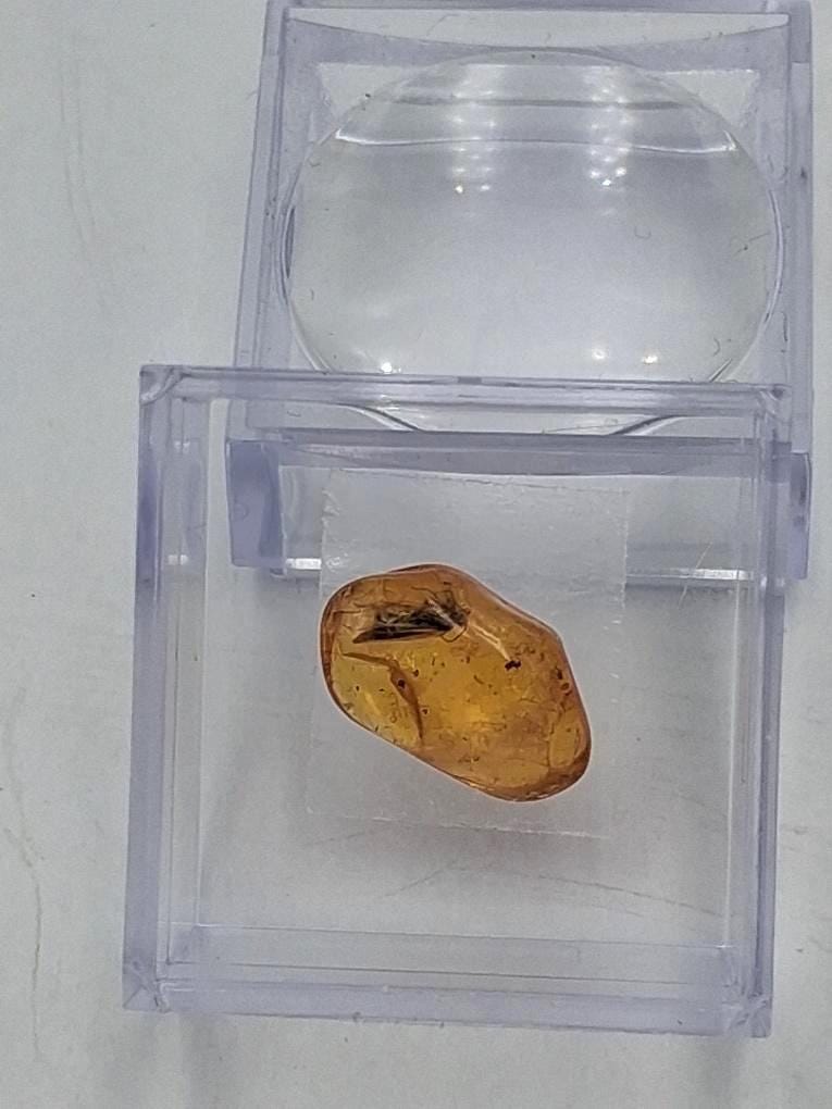 BERNSTEIN FOSSIL mit gut sichtbarer INKLUSE (ca. 4 mm Insekt)  Sammler-Würfel