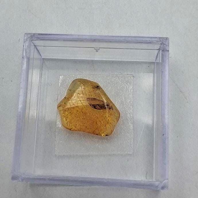 Echter Natur-Bernstein mit markanter Fliegen-Inkluse 5x2,2 mm | In Vitrine
