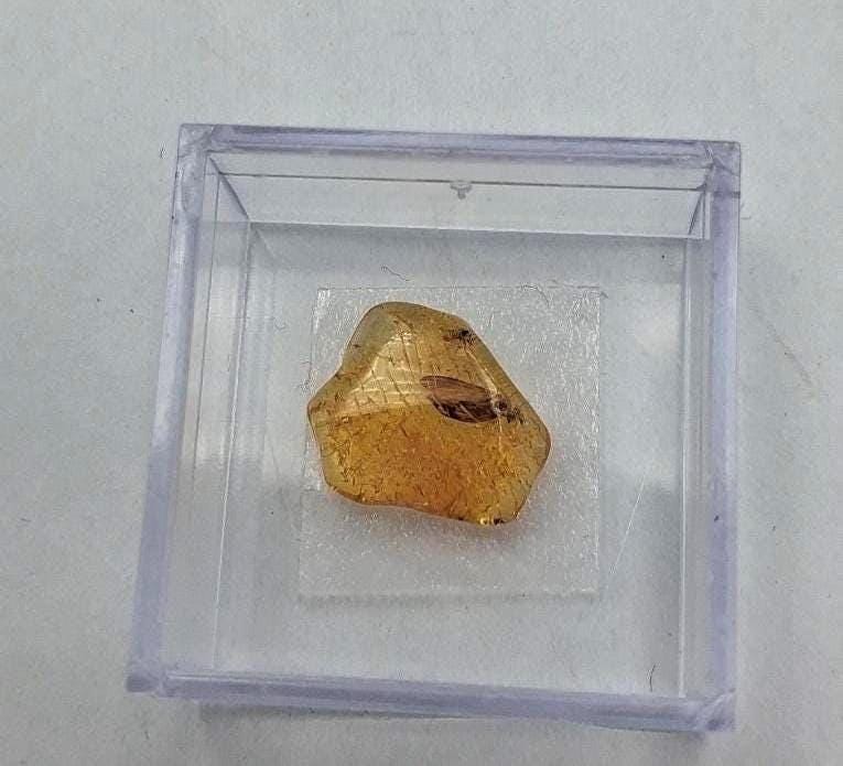 Echter Natur-Bernstein mit markanter Fliegen-Inkluse 5x2,2 mm | In Vitrine