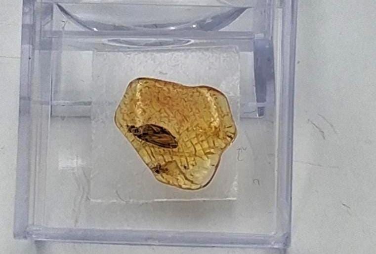 Echter Natur-Bernstein mit markanter Fliegen-Inkluse 5x2,2 mm | In Vitrine