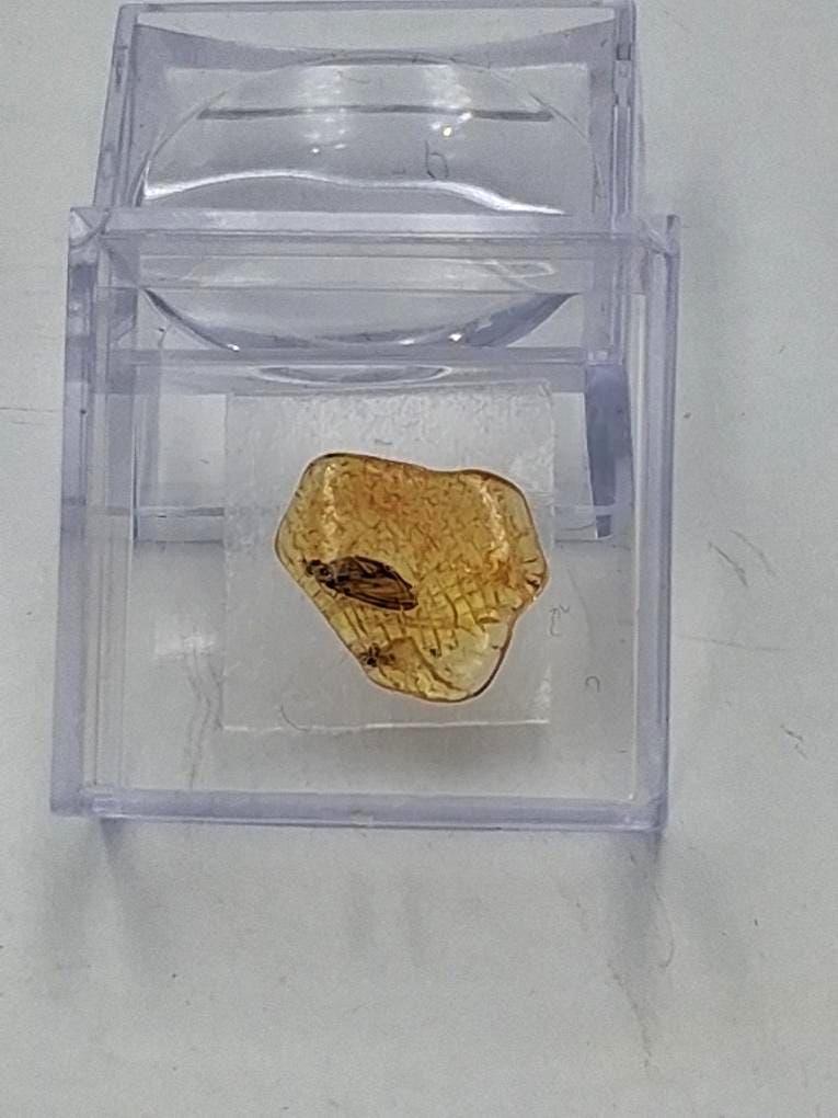 Echter Natur-Bernstein mit markanter Fliegen-Inkluse 5x2,2 mm | In Vitrine