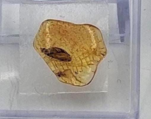 Echter Natur-Bernstein mit markanter Fliegen-Inkluse 5x2,2 mm | In Vitrine
