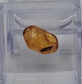 BERNSTEIN FOSSIL mit gut sichtbarer INKLUSE (ca. 4 mm Insekt)  Sammler-Würfel