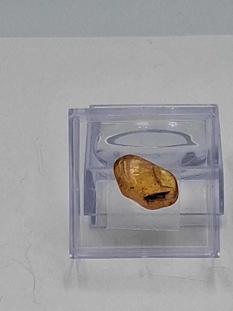 BERNSTEIN FOSSIL mit gut sichtbarer INKLUSE (ca. 4 mm Insekt)  Sammler-Würfel