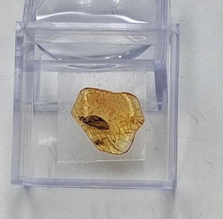 Echter Natur-Bernstein mit markanter Fliegen-Inkluse 5x2,2 mm | In Vitrine