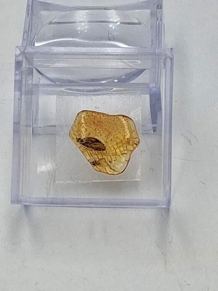 Echter Natur-Bernstein mit markanter Fliegen-Inkluse 5x2,2 mm | In Vitrine